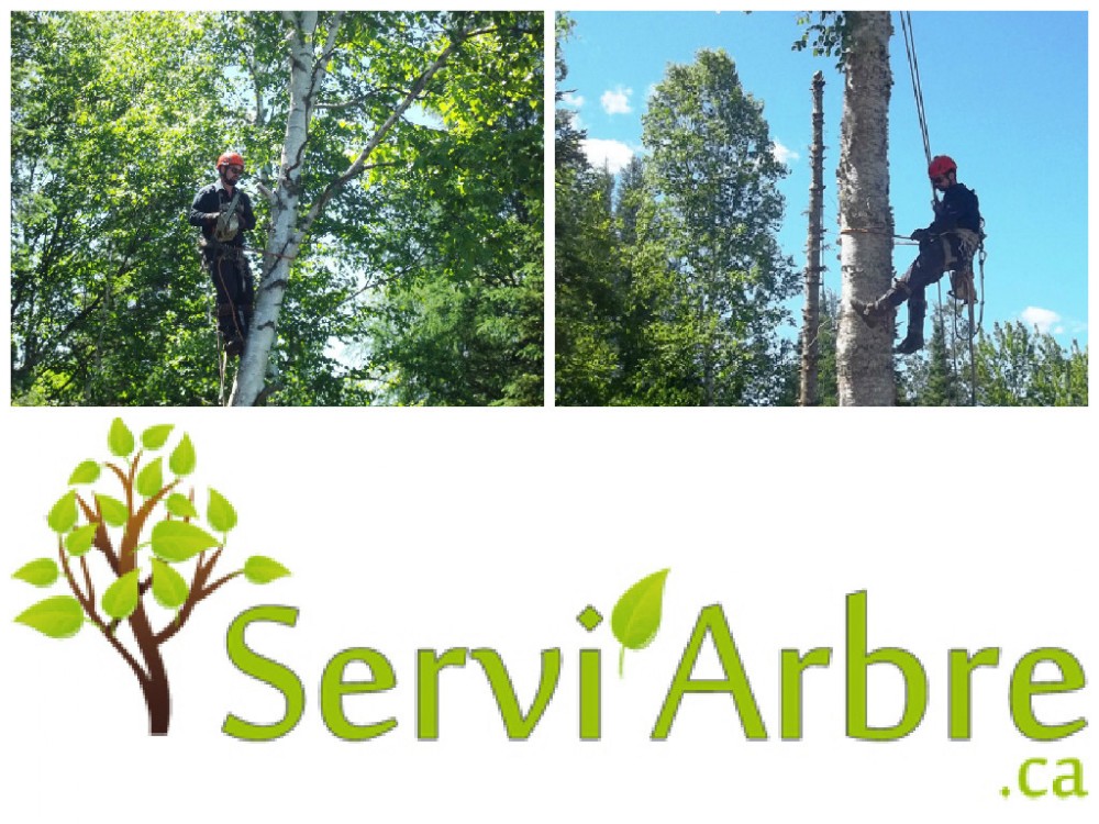 For Professional Arboricultural Services Felling Or Pruning Trees